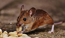 24 Hour & Emergency Exterminators in Gainesville, VA